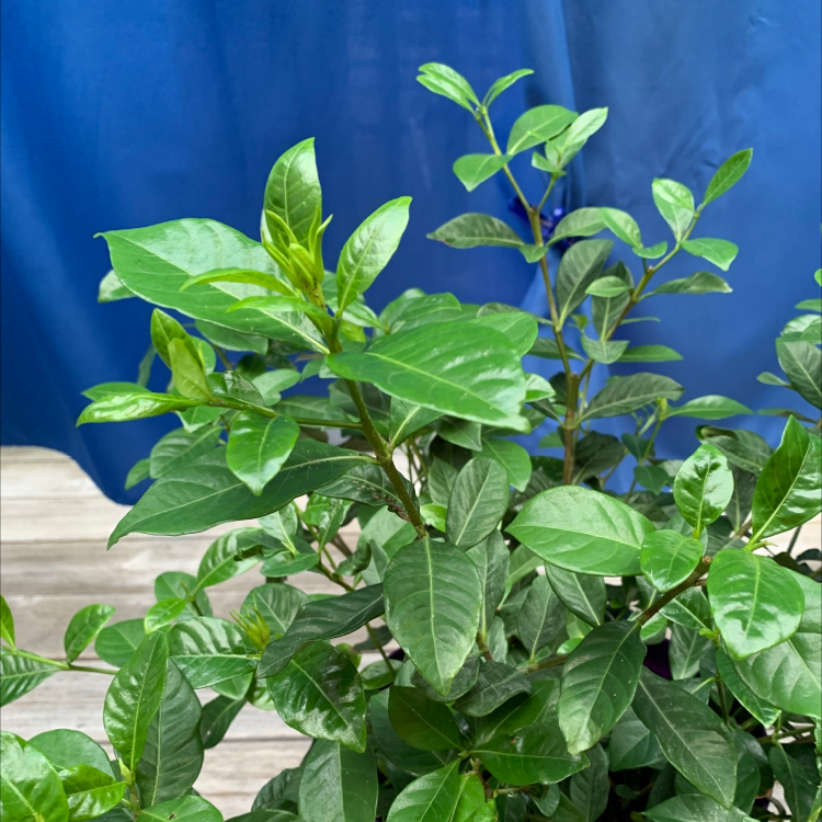 Gardenia augusta 'Florida' plant photo by Lou named Dénia on Greg, the plant care app.