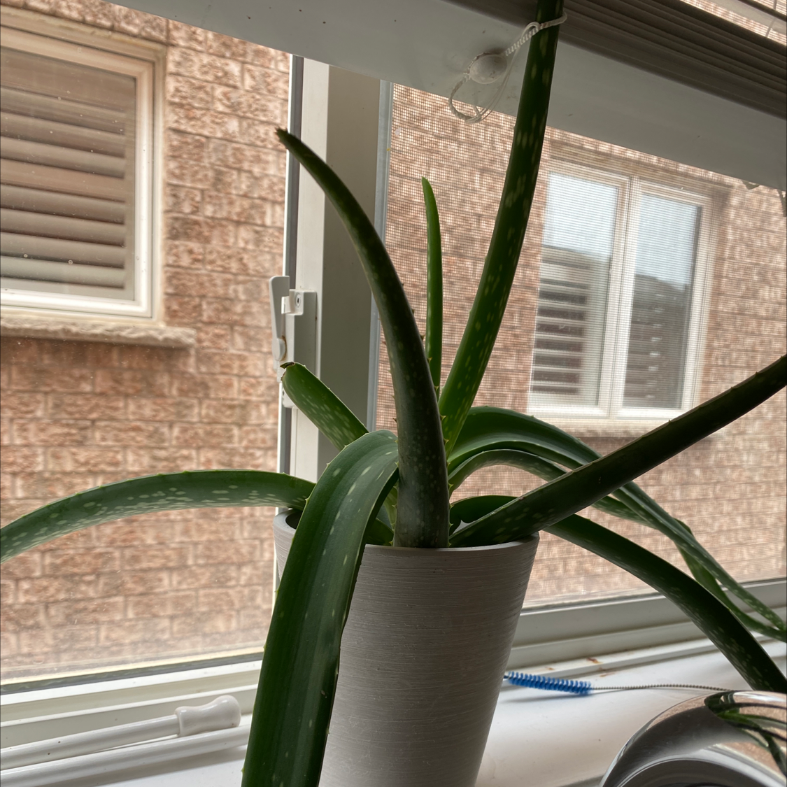 Aloe vera plant photo by Amanda named Veira on Greg, the plant care app.