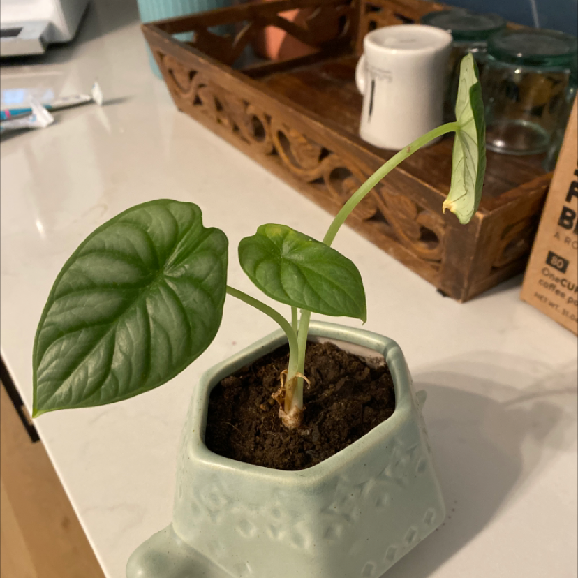 What Are The Bugs on My Silver Dragon? 🐜