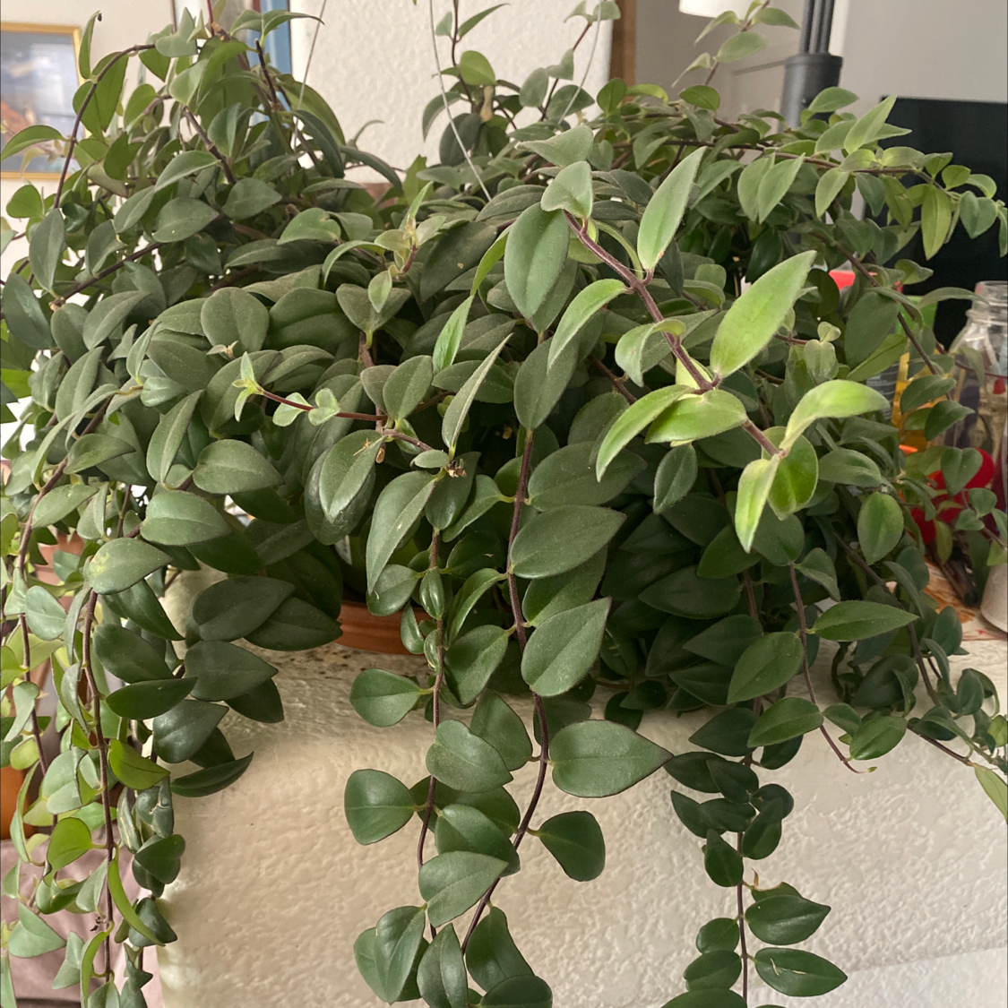 Photo of the plant species Lipstick Vine by Alia named Surprise Bitch! on Greg, the plant care app