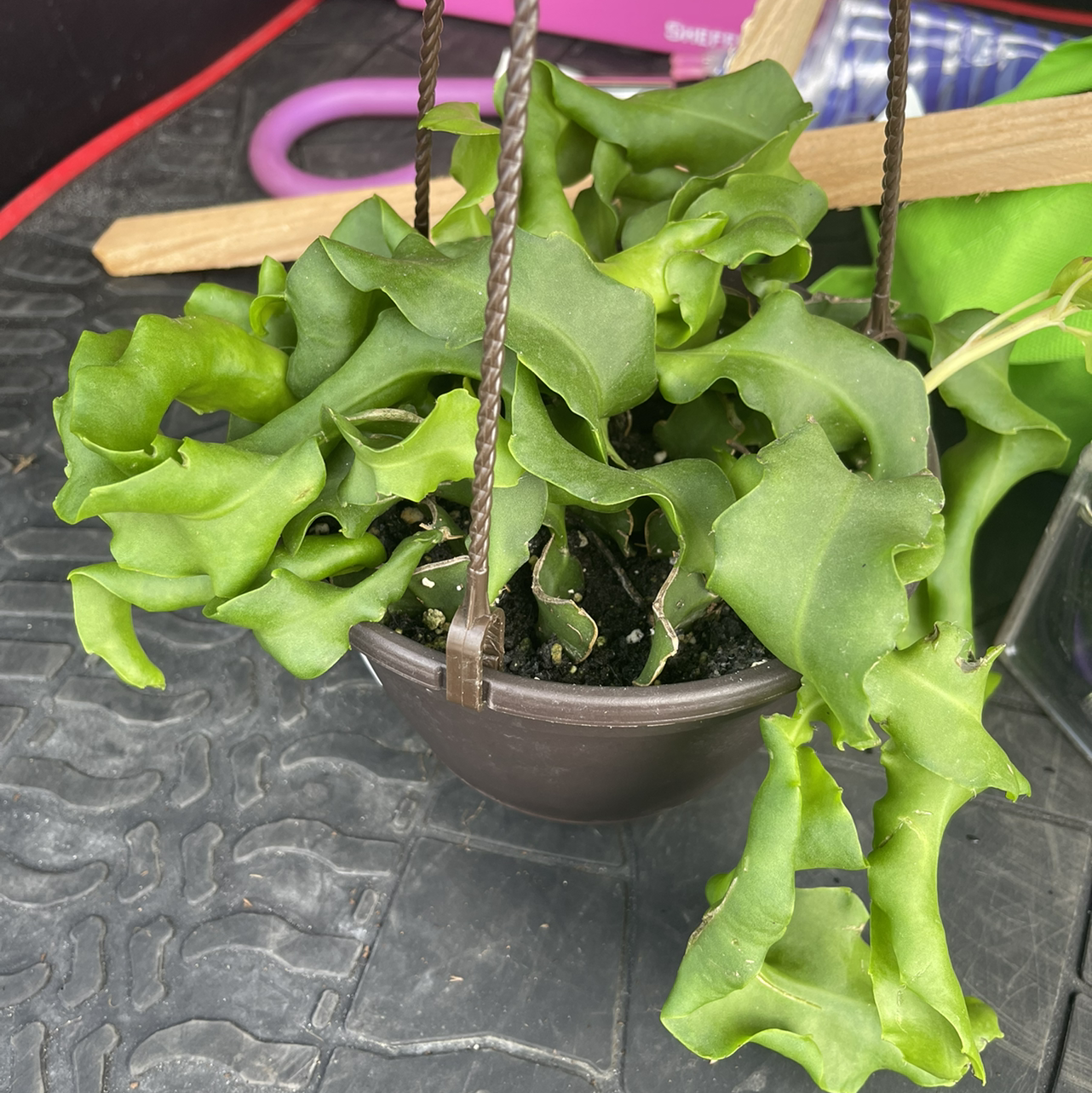Curly Locks Orchid Cactus in a hanging pot with healthy green leaves.