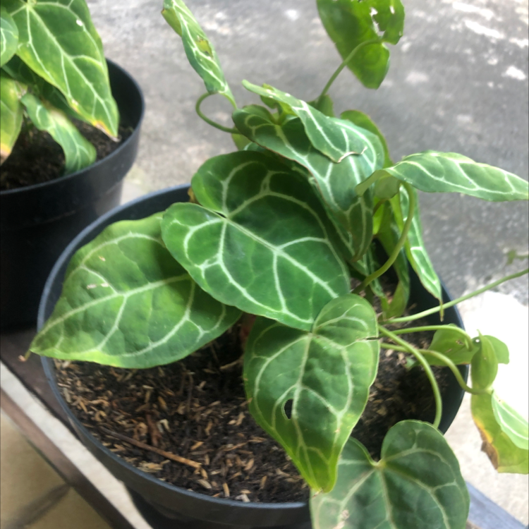 Crystal Anthurium plant photo by Athiya named Tree Diddy on Greg, the plant care app.