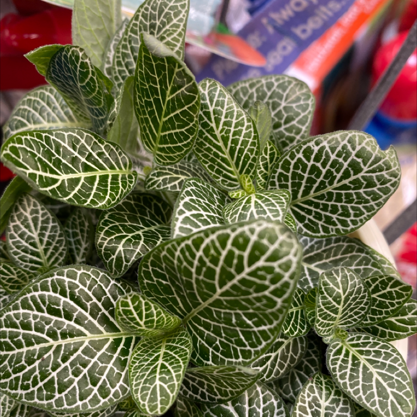 Healthy Nerve Plant with white veining on green leaves, well-framed and focused.