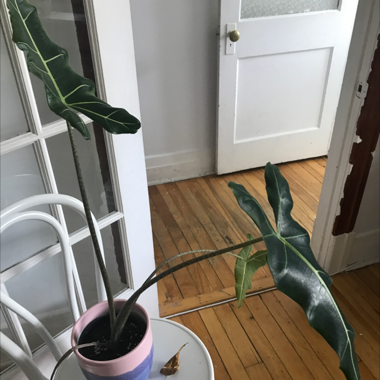 Alocasia 'Sarian' plant in a pot on a table with one yellowing fallen leaf.