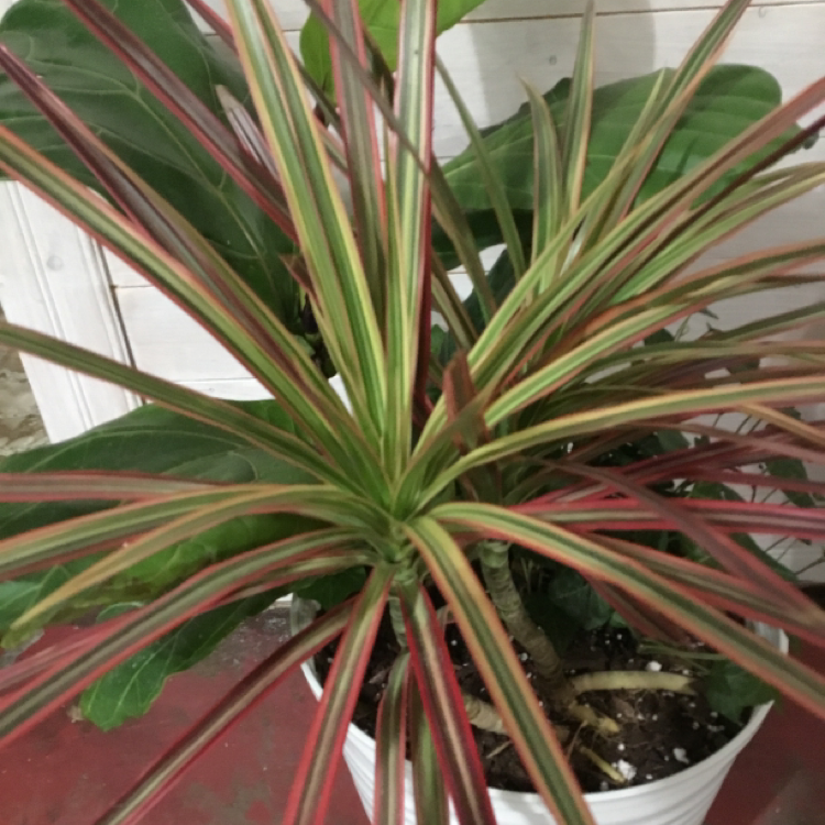 Song of India plant photo by @Growit6979 named Spider on Greg, the plant care app.