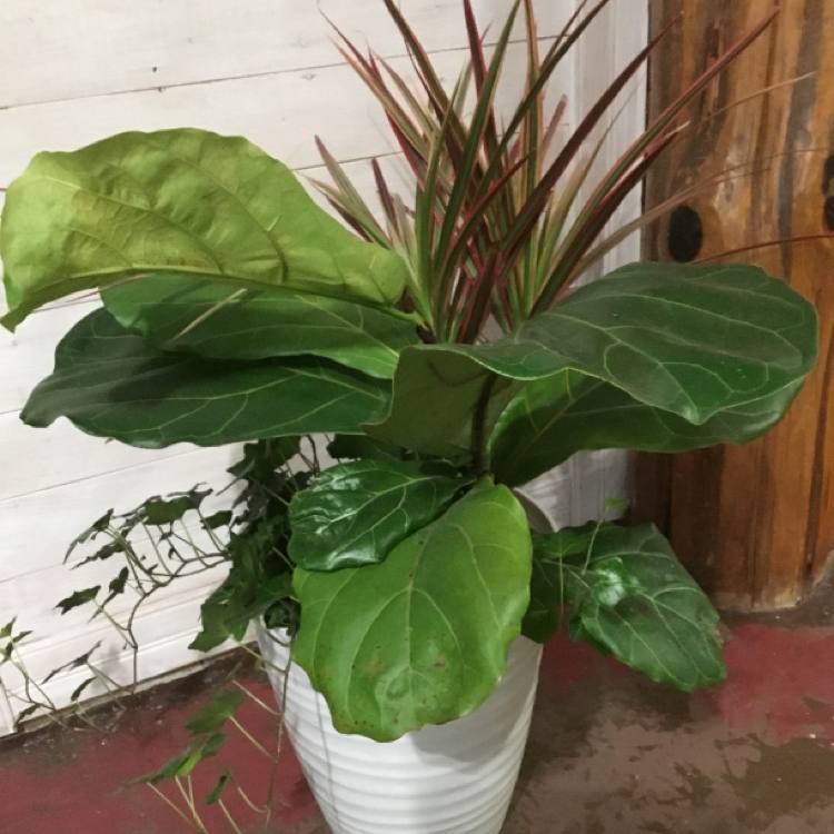 Fiddle Leaf Fig plant photo by @Growit6979 named 3 way on Greg, the plant care app.