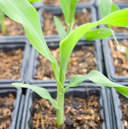 Photo of the plant species Corn by Olivia named Randall Cobb on Greg, the plant care app