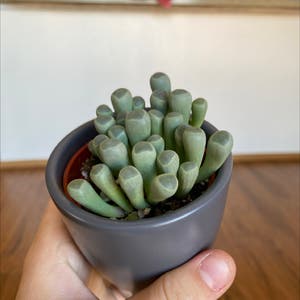 Baby Toes plant photo by @ihaveapigplant named harriet on Greg, the plant care app.