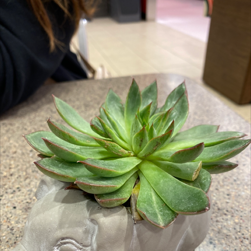 Lipstick Echeveria plant photo by @ihaveapigplant named henri on Greg, the plant care app.