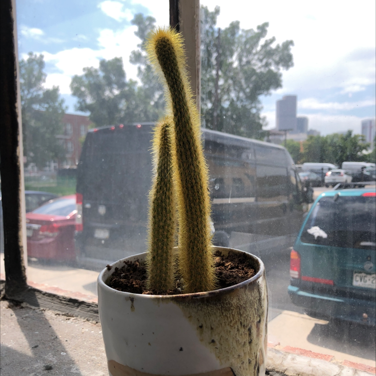 Potted Golden Snakecactus on a windowsill with visible soil and no signs of discoloration.