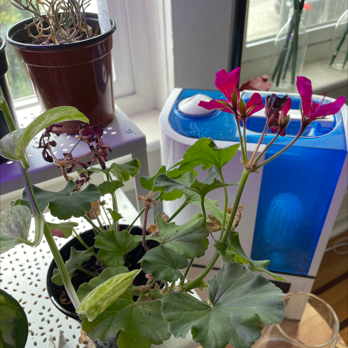 Ivy Geranium plant photo by @yenith named Dolores on Greg, the plant care app.