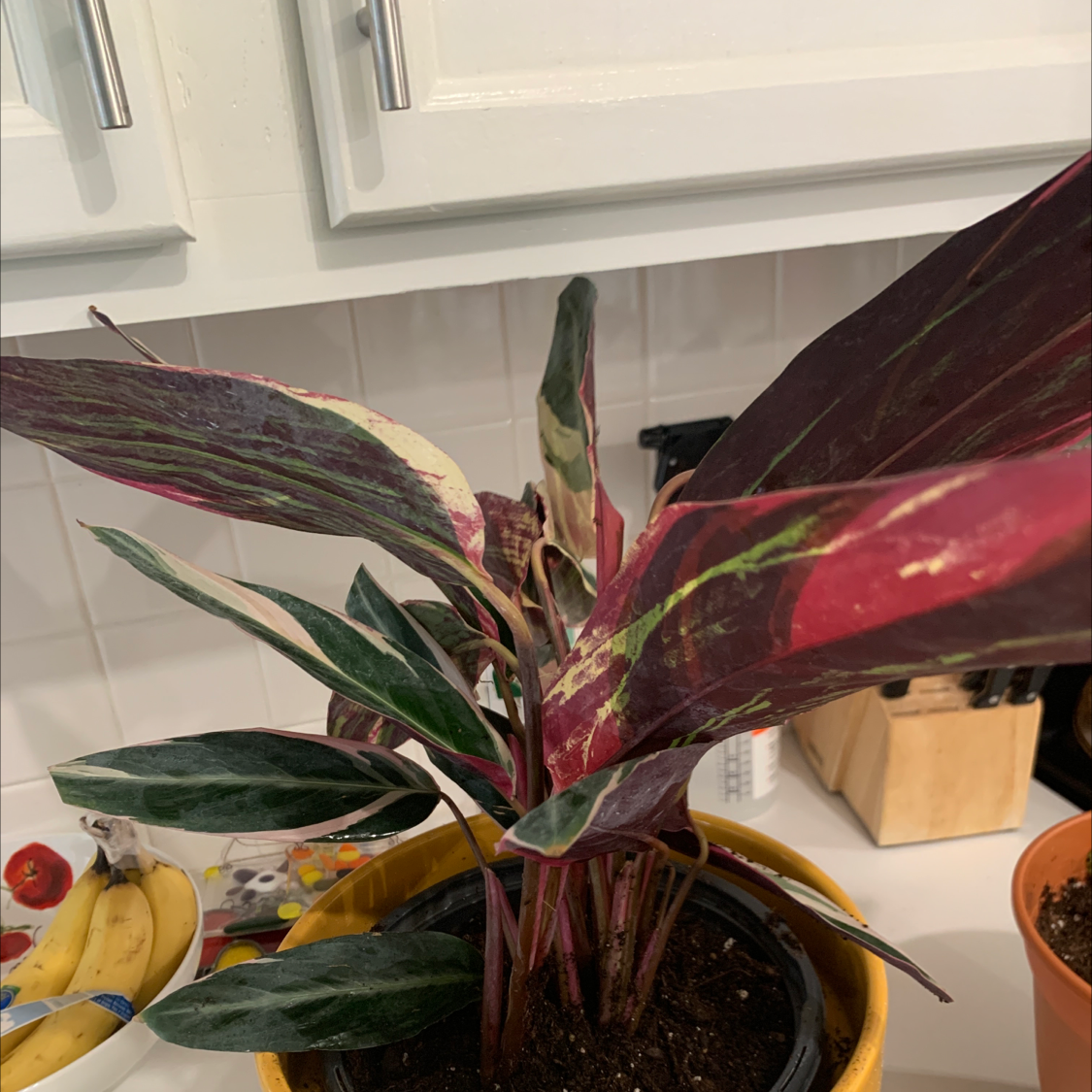 Stromanthe sanguinea 'Tricolor' plant with variegated leaves in a pot, soil visible.