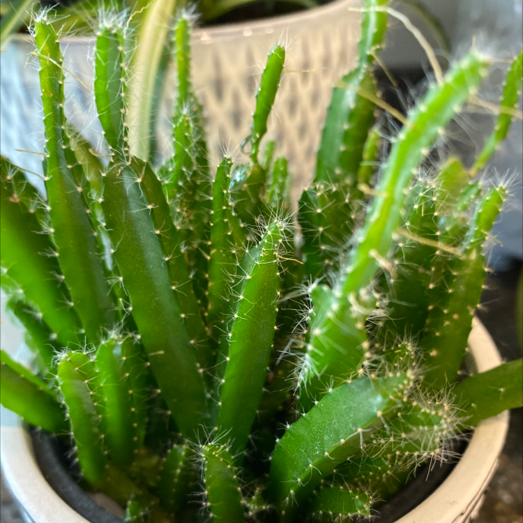 Photo of the plant species Queen of the Night by Christine named Oscar on Greg, the plant care app