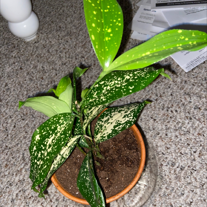 Photo of the plant species Gold Dust Dracaena by @stasa1021 named Osmo on Greg, the plant care app