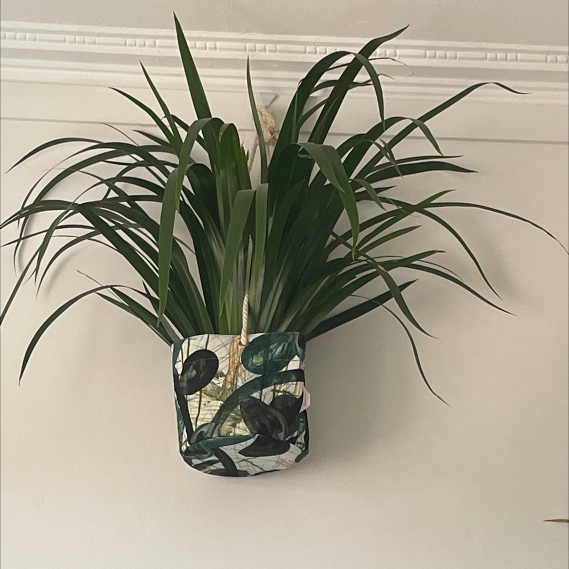 Photo of the plant species Trimezia northiana by Damien named Peter Parker on Greg, the plant care app