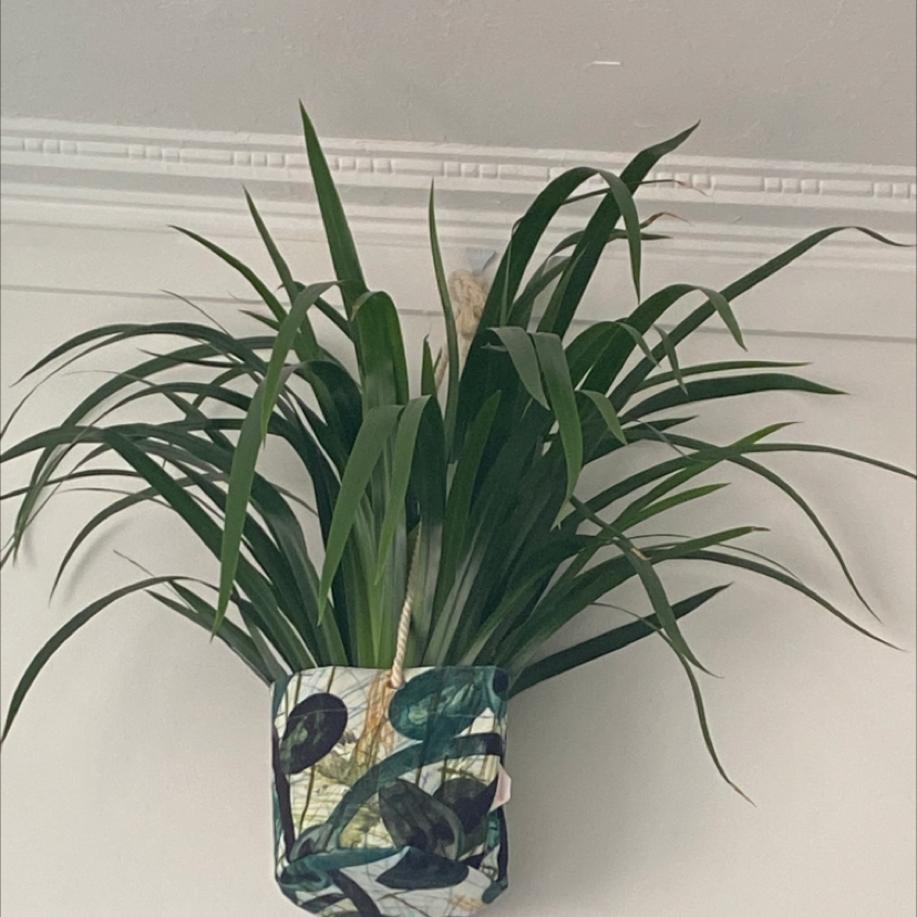 Photo of the plant species Trimezia northiana by @Pennyboom named Bigleef Smalls on Greg, the plant care app