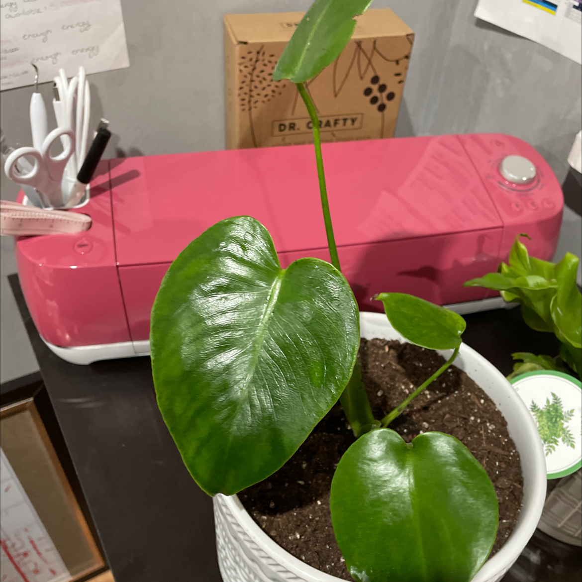 Healthy Chinese Taro plant with large, glossy green heart-shaped leaves growing in a white pot on a messy office desk.