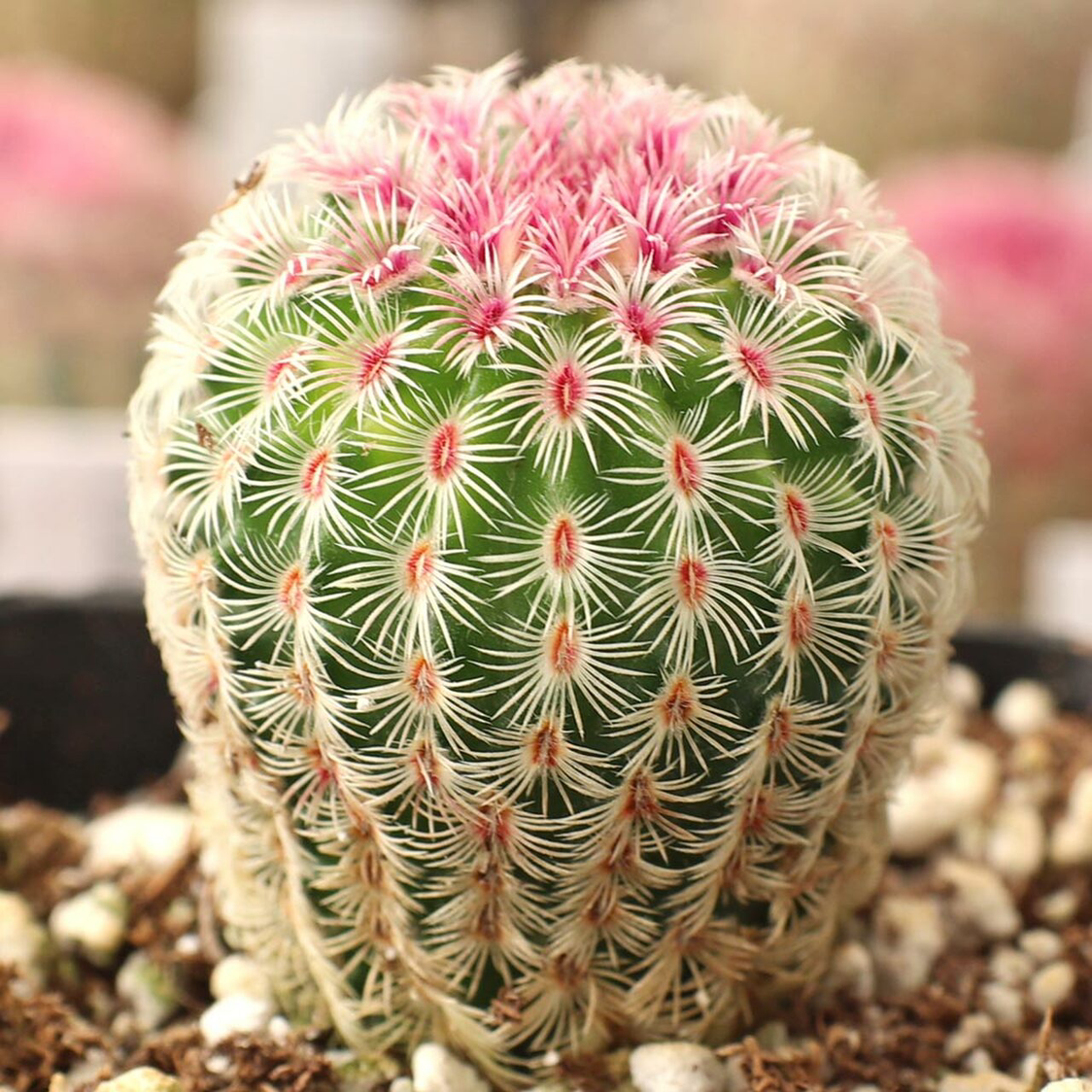 Arizona Rainbow Cactus with green body, white spines, and pinkish growth on top.