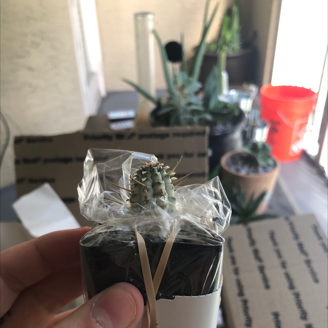 Variegated Corncob Cactus wrapped in plastic, held by a hand, with other plants in the background.