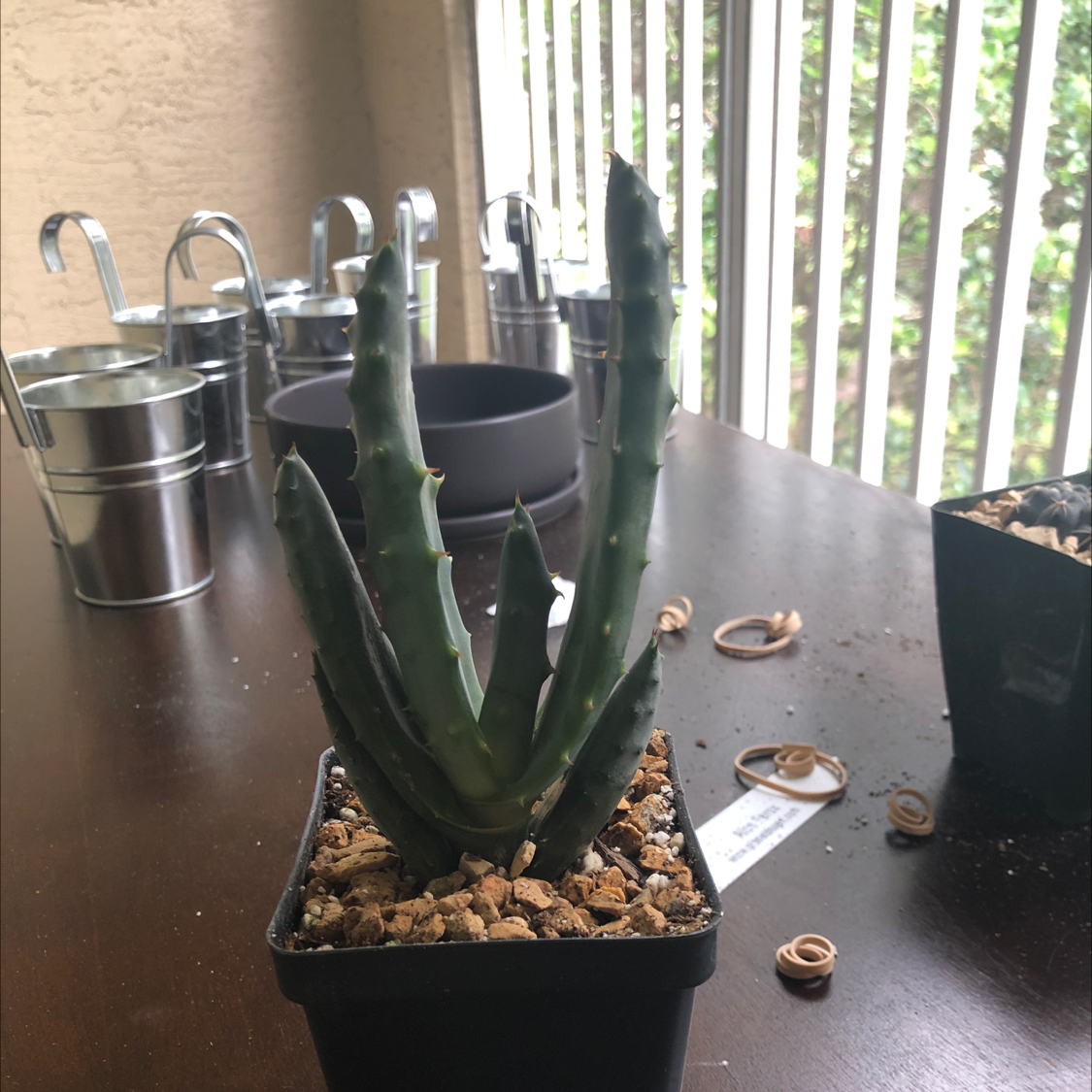 Cape Aloe plant in a small pot on a table with other gardening items in the background.