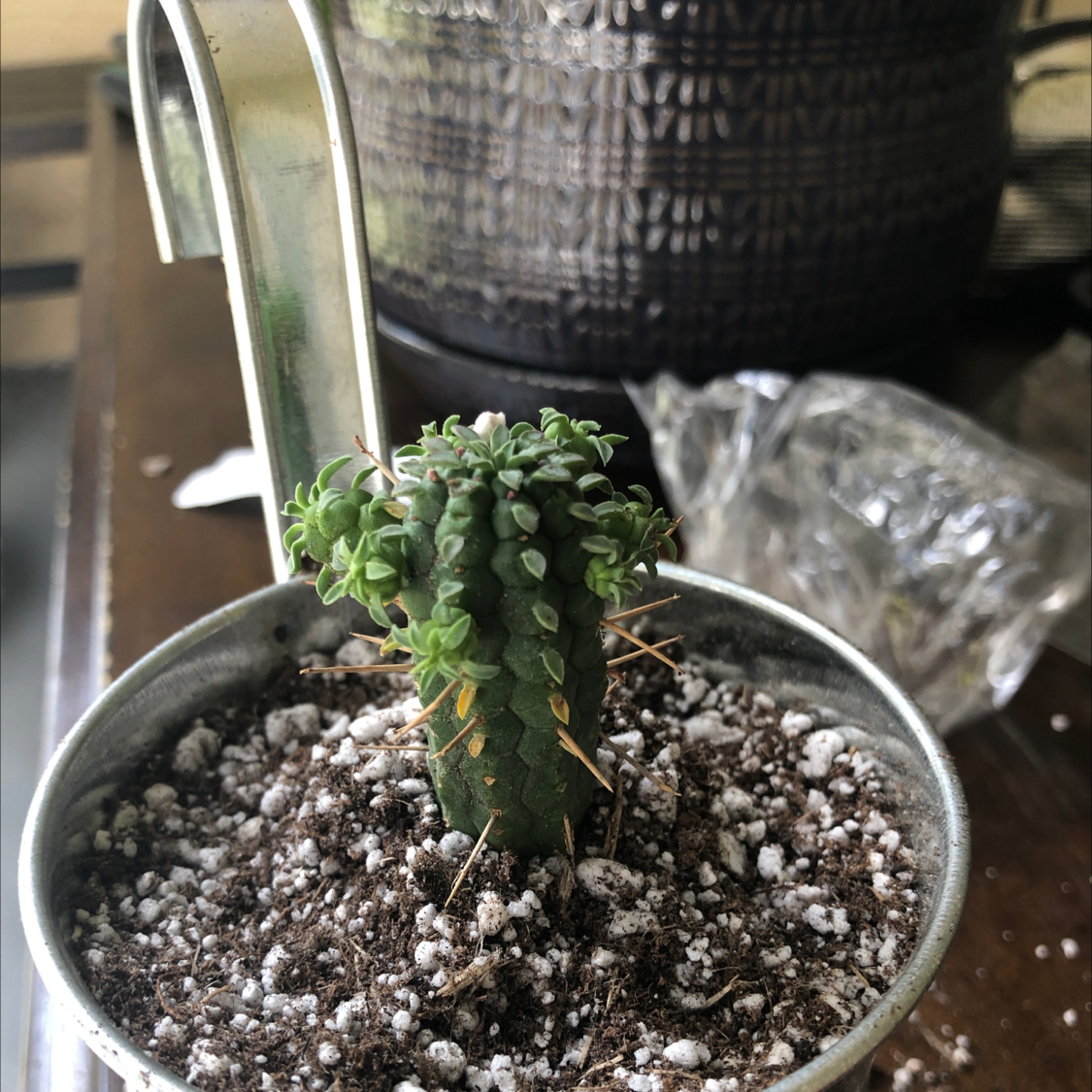 Corncob Cactus in a metal pot with visible soil, appears healthy.