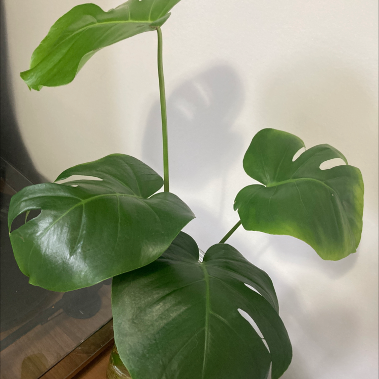 Variegated Monstera plant with large, glossy green leaves.