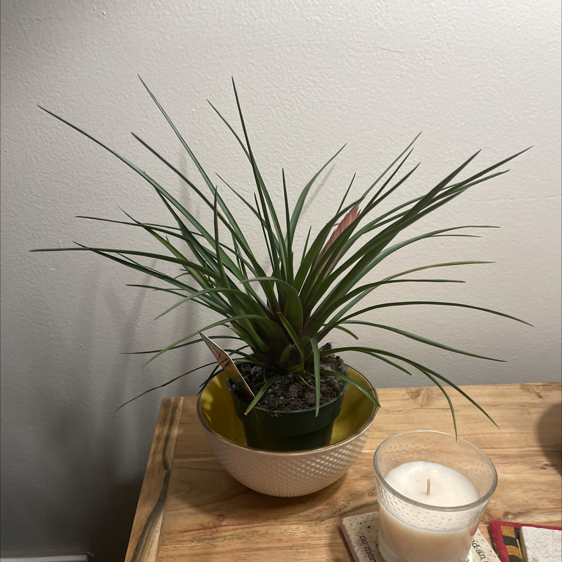 Bromeliad plant in a pot on a wooden surface, appears healthy with green leaves.
