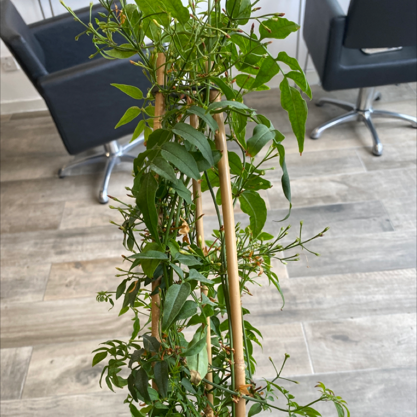 Photo of the plant species White Jasmine by Lauren named Jasmine on Greg, the plant care app