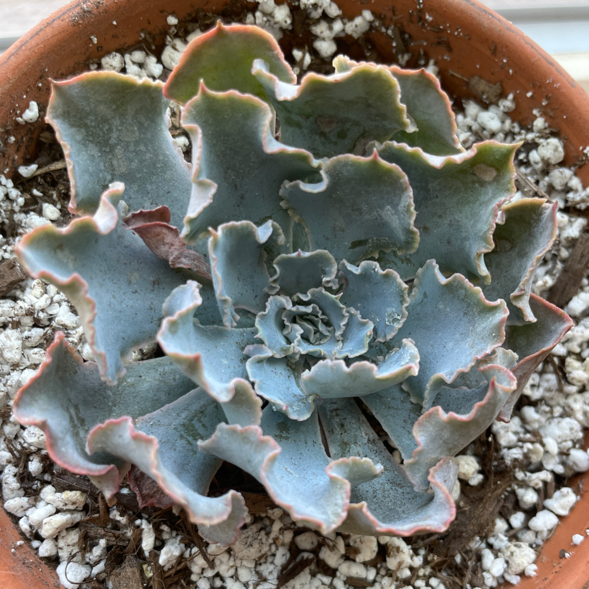 Mexican Hens succulent plant in a terracotta pot with visible soil.