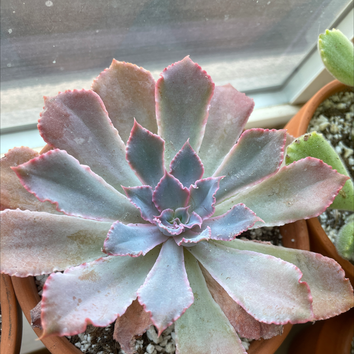 Echeveria 'Neon Breakers' succulent in a pot, healthy with visible soil.