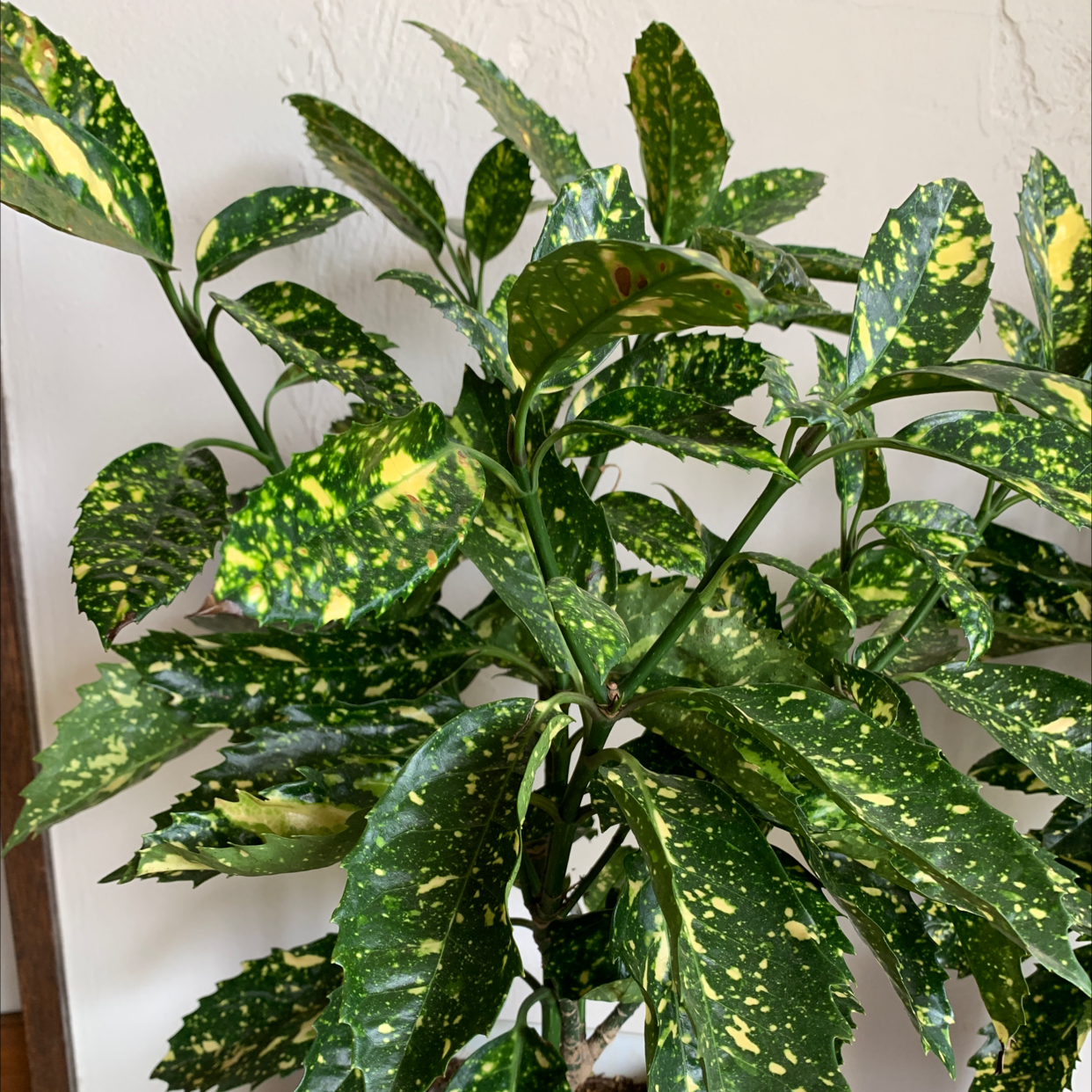 Healthy, vibrant variegated Croton houseplant with yellow and green foliage, no signs of disease or distress.
