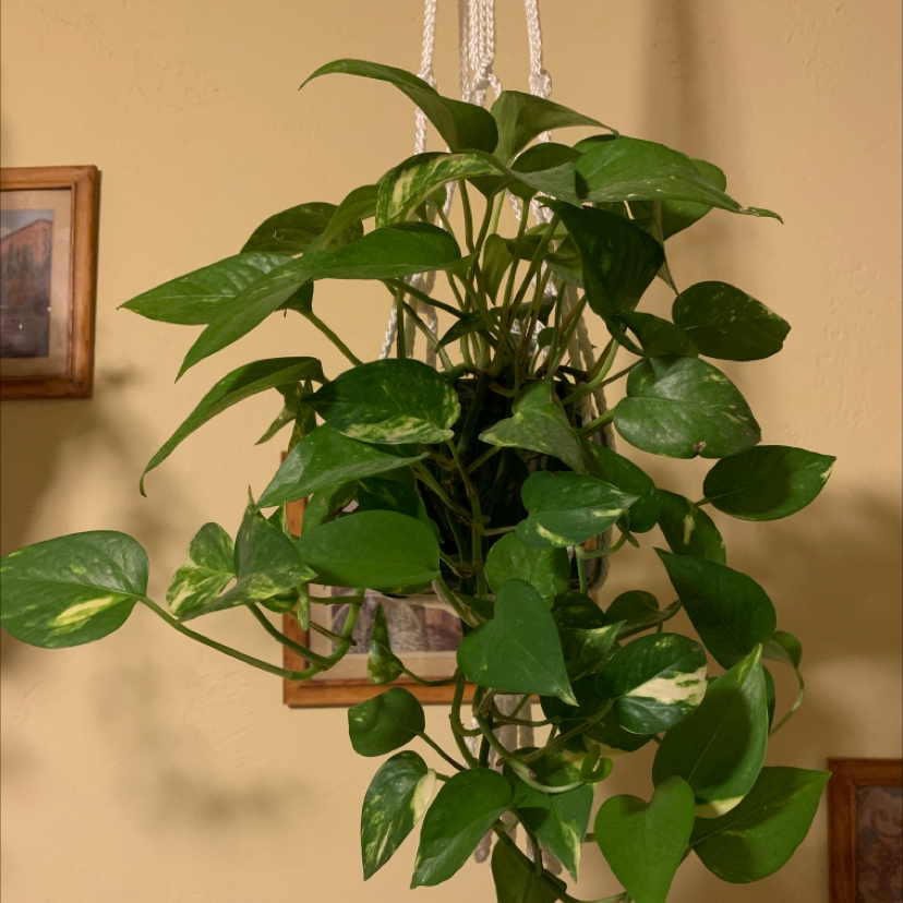 Jade Pothos plant photo by @Awkwardplants named Ruth on Greg, the plant care app.