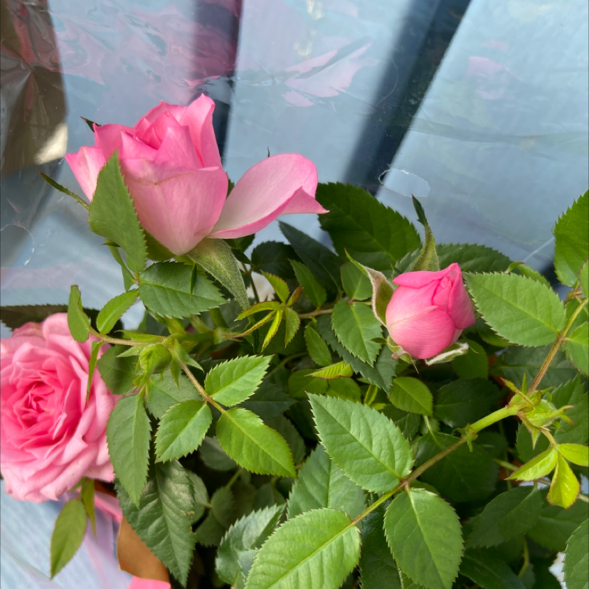 Beach Rose plant with vibrant pink flowers and healthy green leaves.