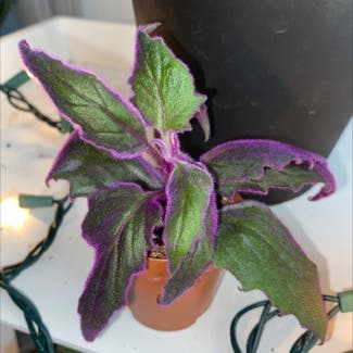 Purple Velvet Plant plant in Orlando, Florida