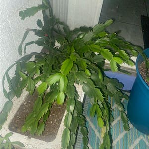 False Christmas Cactus plant photo by Poohbie212 named Larry on Greg, the plant care app.