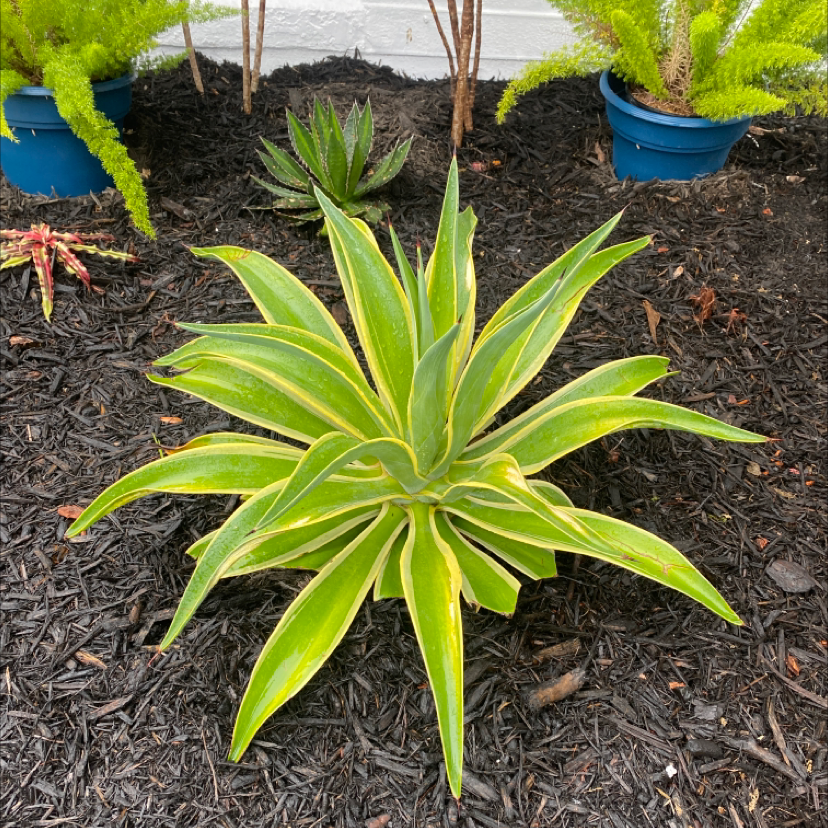Photo of the plant species Agave demeesteriana by @Poohbie212 named Don julio on Greg, the plant care app