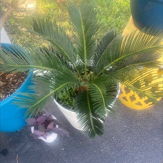 Sago Palm plant in Orlando, Florida