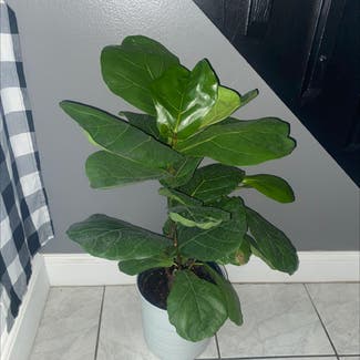 Fiddle Leaf Fig plant in Orlando, Florida
