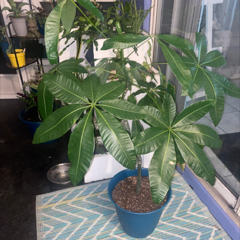 Money Tree plant photo by @Poohbie212 named Bodhi on Greg, the plant care app.
