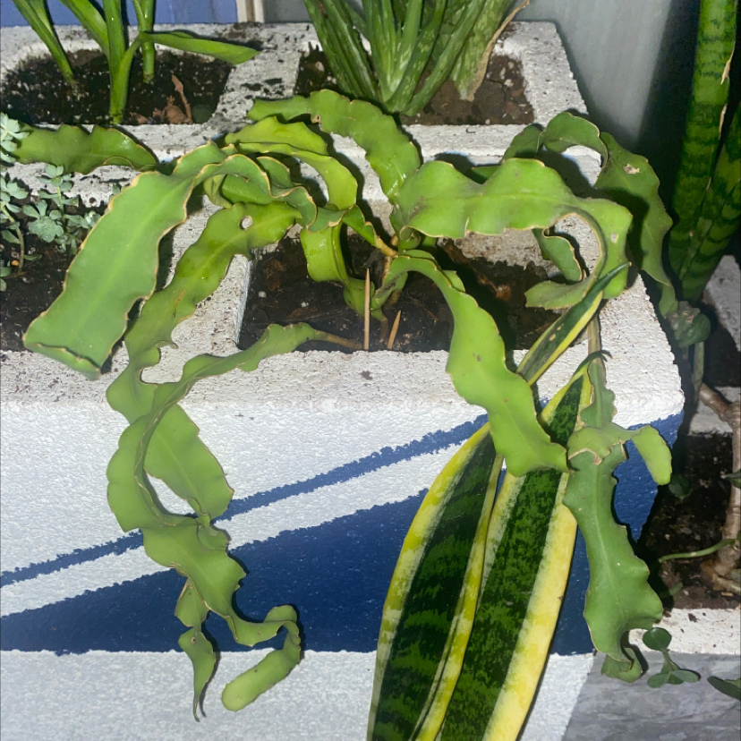 Curly Locks Orchid Cactus with curly leaves in a rectangular container with other plants.