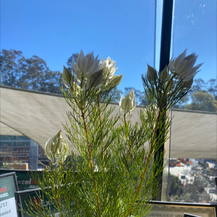 Plant care for Asymmetric Protea on Greg, the plant care app