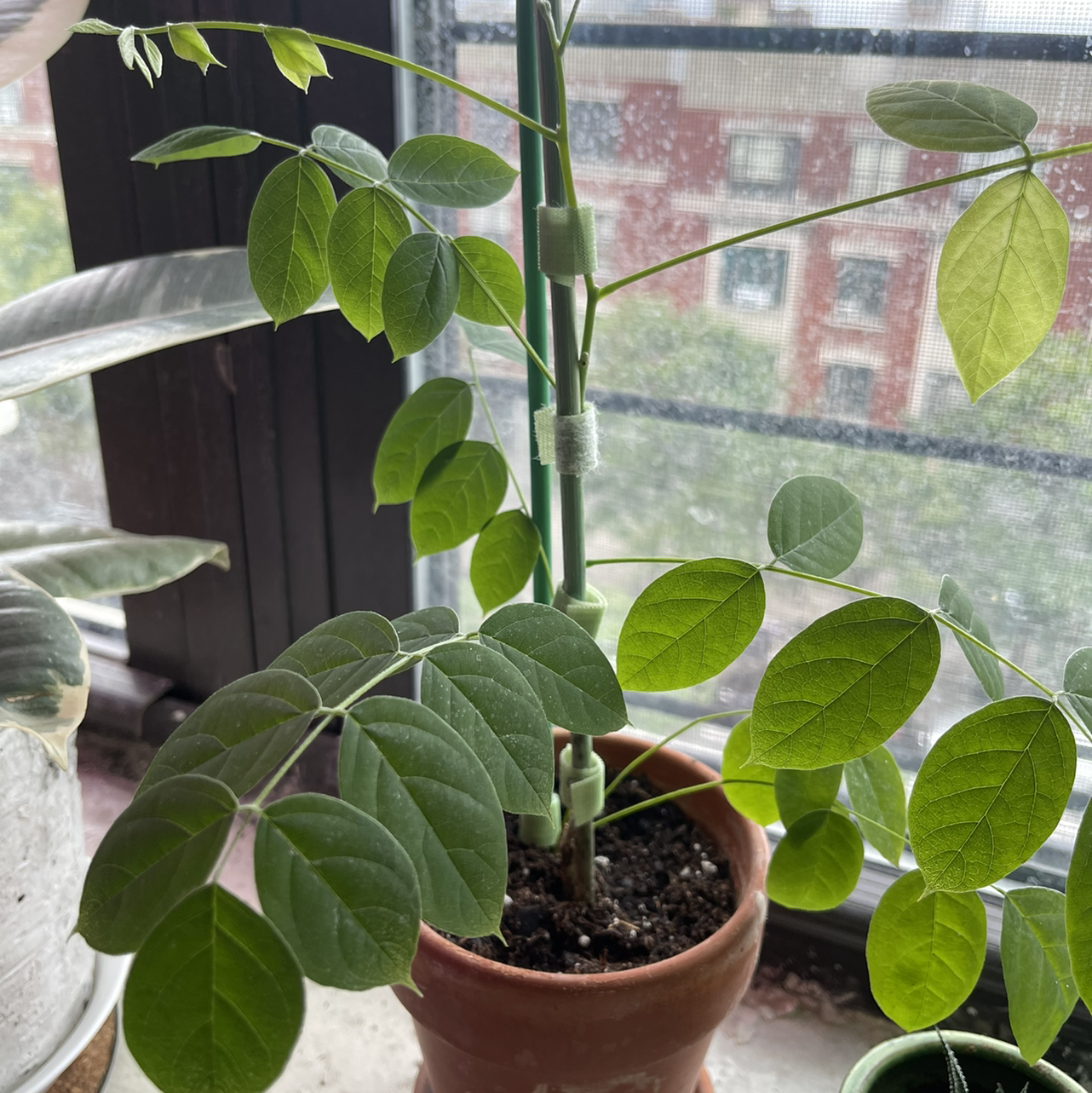 Potted Chinese Wisteria plant with healthy green leaves, visible soil, and no flowers.