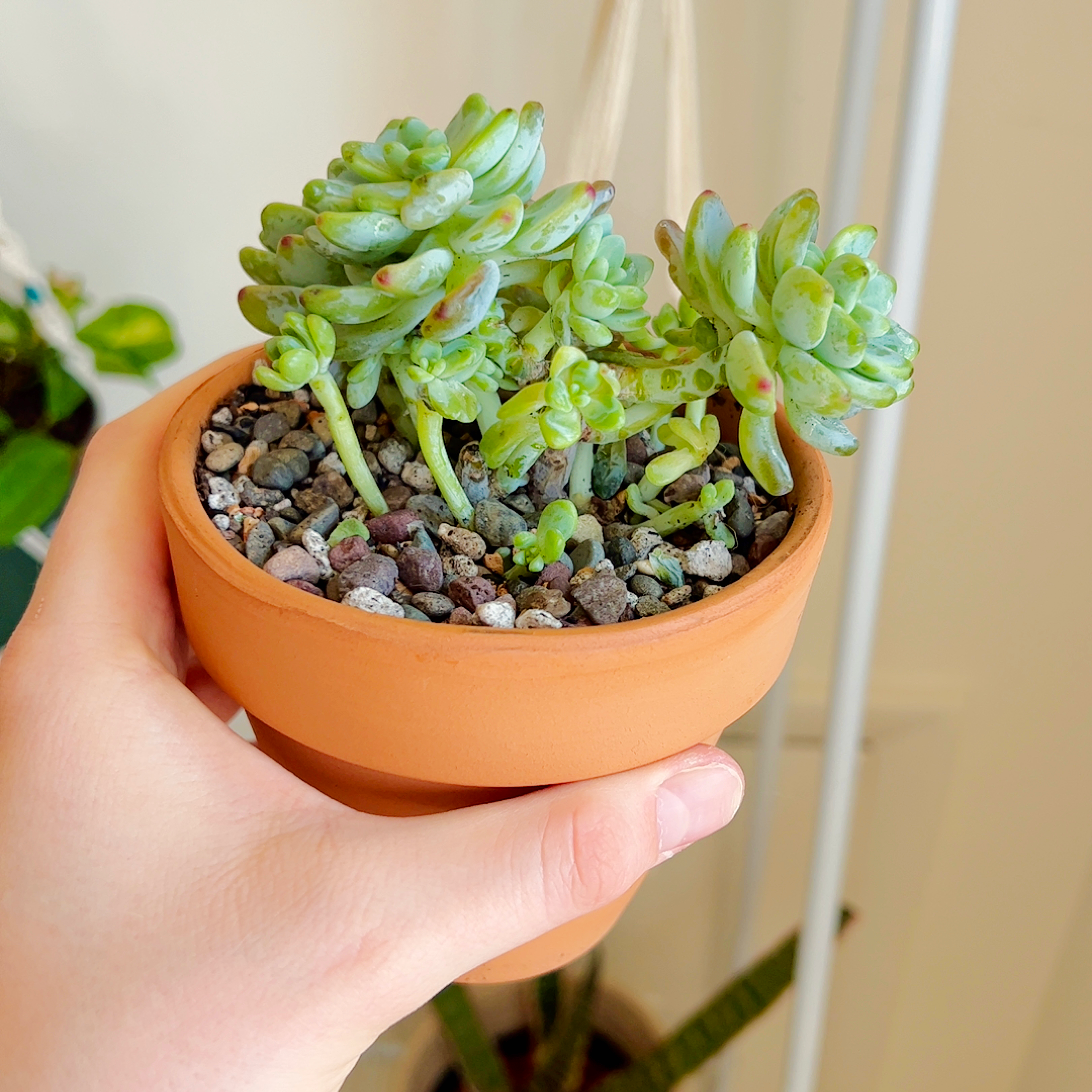 Sedum clavatum plant in a terracotta pot held by a hand, with visible well-draining soil.