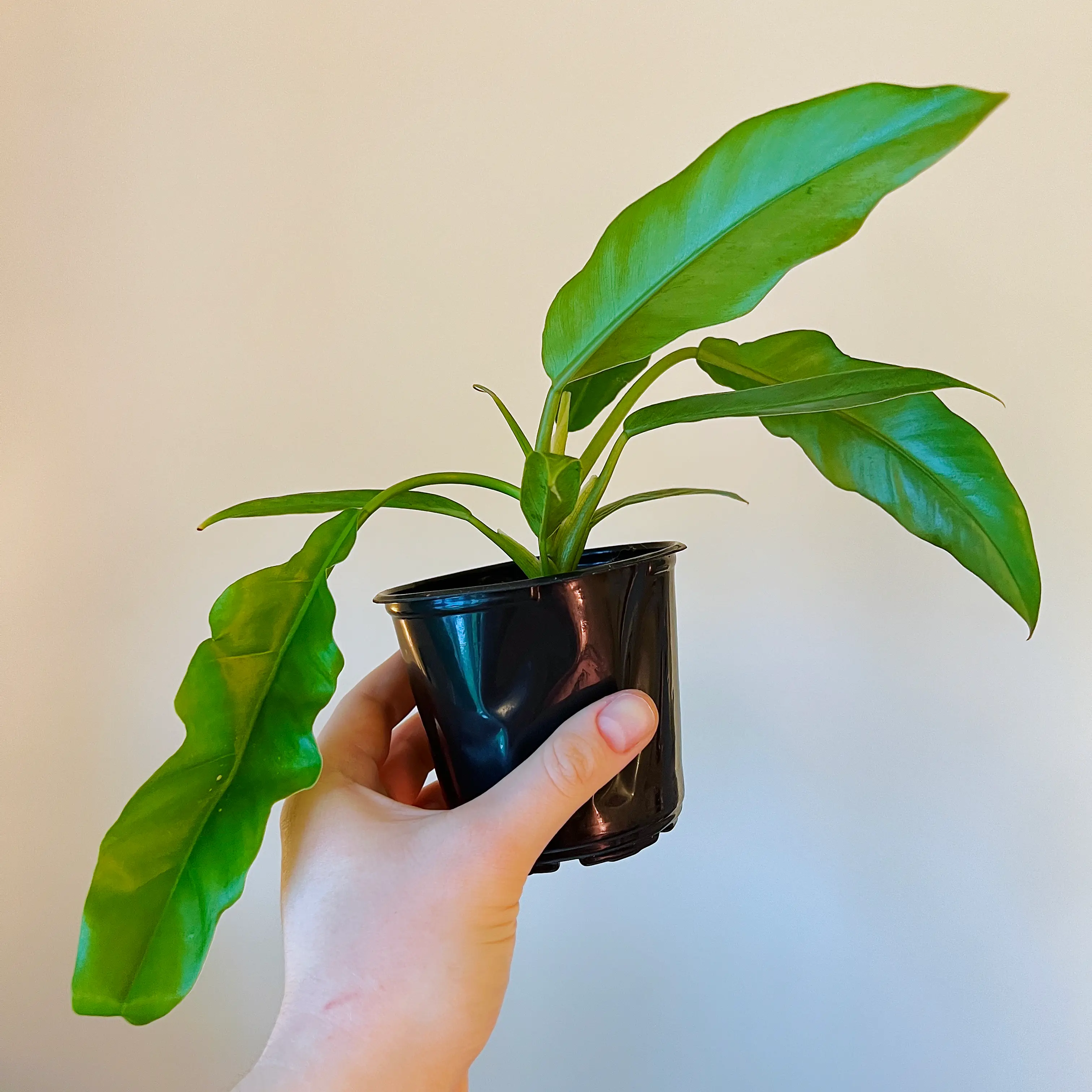 A healthy Tiger Tooth Philodendron plant in a black pot, held by a hand.