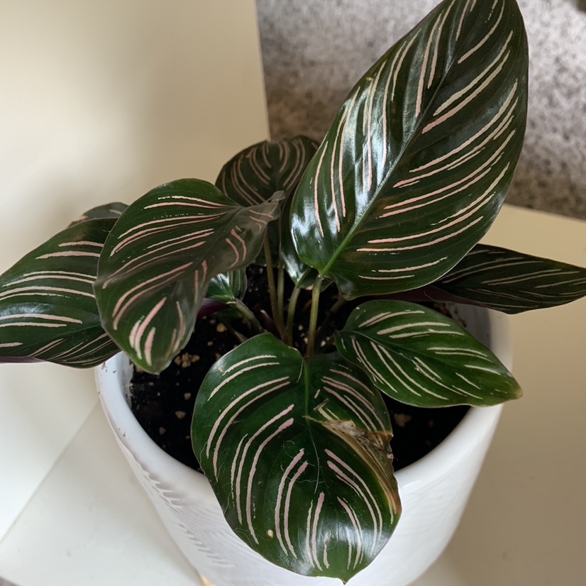 Pinstripe Calathea plant photo by @hoyahead named Phoebe on Greg, the plant care app.