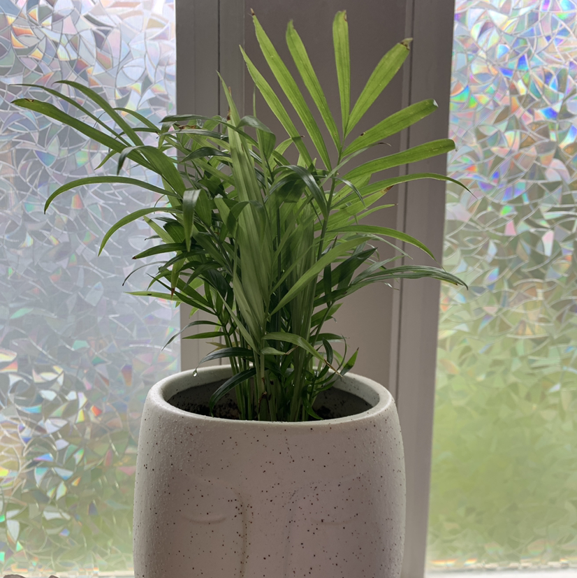 Parlour Palm plant photo by @hoyahead named Peaches on Greg, the plant care app.