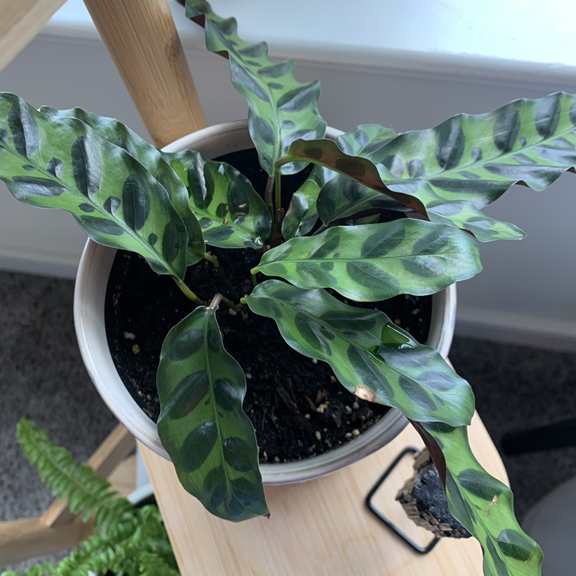 Rattlesnake Plant plant photo by @hoyahead named Roy on Greg, the plant care app.