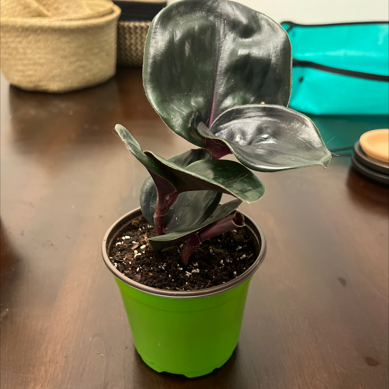 Potted Geogenanthus ciliatus plant with dark, glossy leaves in a green pot.