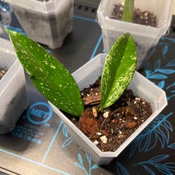 Hoya pubicalyx plant