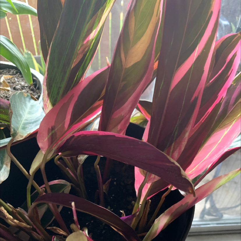 Never Never Plant plant photo by Adonís named Your plant on Greg, the plant care app.